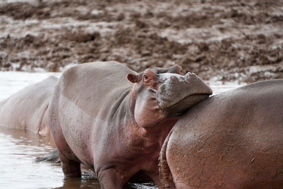 A hippopotamus partially submerged in water, resting its head on the back of another hippopotamus with wet, grey skin and large, rounded bodies. The scene takes place in a muddy river area with a natural, earthy background of soil and shallow water. The hippos are close together, indicating a social or resting behavior typical in their natural habitat. This image exemplifies the type of wildlife often encountered during relocation or nature-related activities, although it is not directly related to house removals or moving services, it provides a detailed visual context. Man with Van Hornchurch occasionally features such natural imagery in their content about logistics and transportation, emphasizing careful handling and transportation of large or awkward items, similar to the size and mass of these animals during home relocation processes.